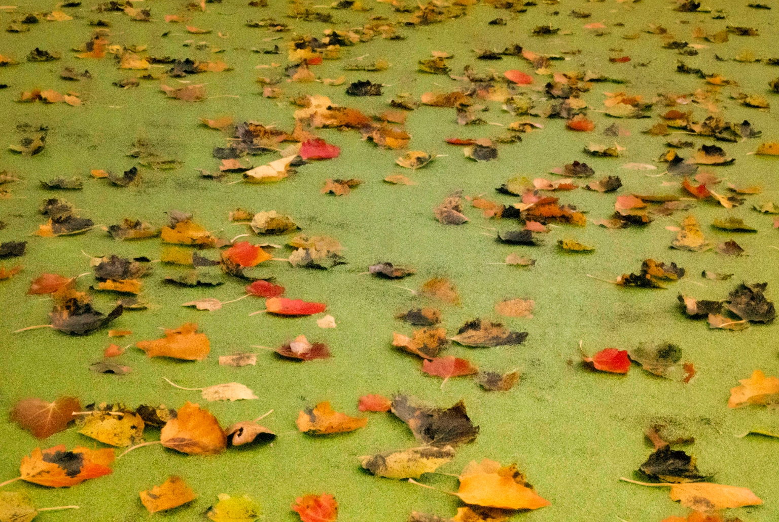 Een kleurrijk plaatje met herfstbladeren