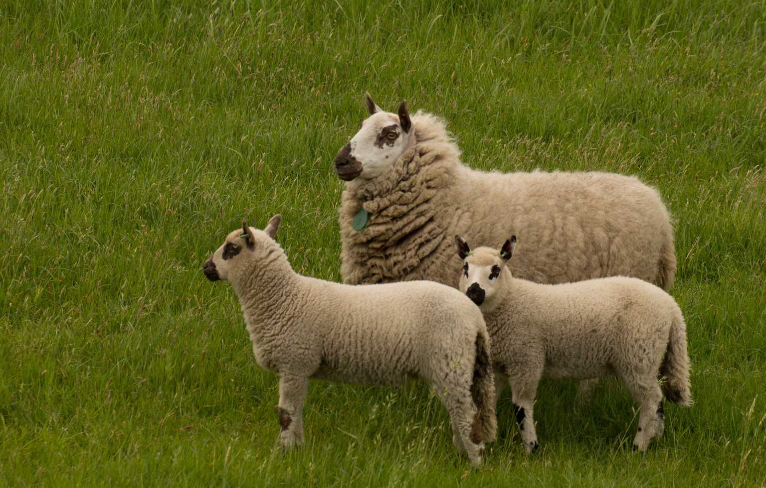 Een gezinnetje van het schapenras Kerry Hill
