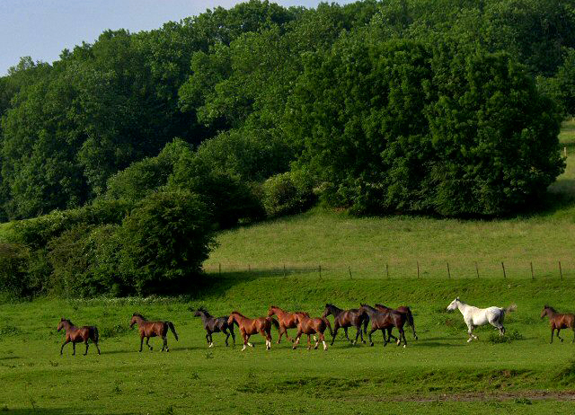 Paarden in een Limburgs dal