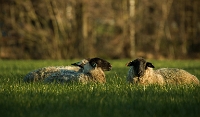  Deze schapen werkten geweldig mee aan een fotoshoot.