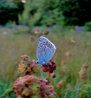 Een blauwtje, een prachtige vlinder