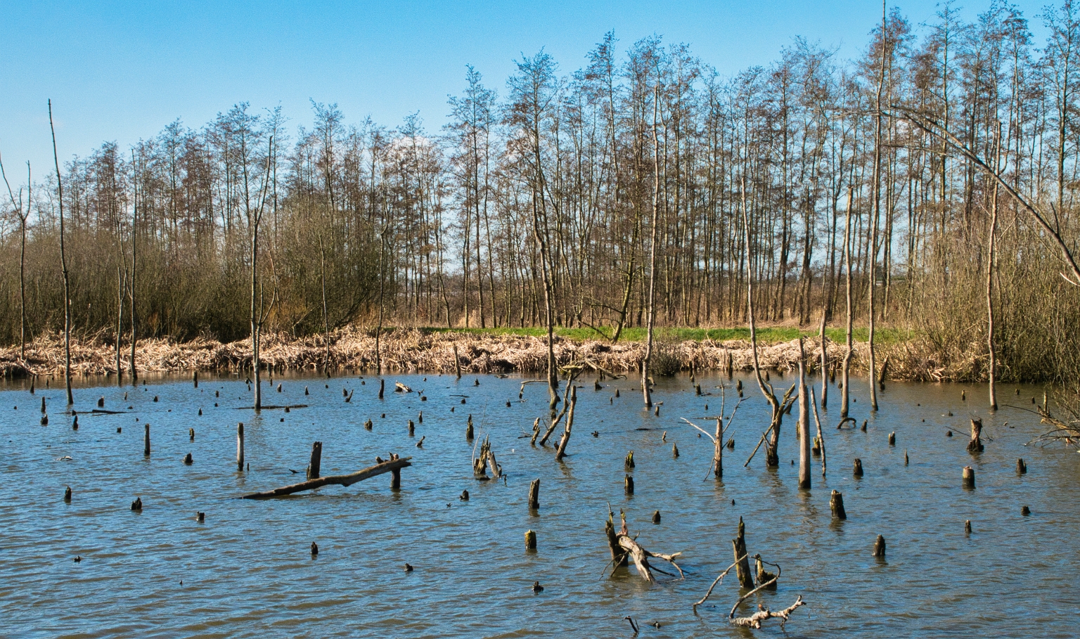Het Verdronken Bos bij Schalkwijk