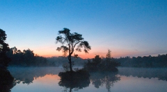 De meest gefotografeerd boom van Nederland bij zonsopkomst en mist. Zo mooi in het Goorven bij Oisterwijk