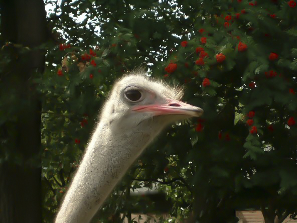  Indringende blik van een struisvogel op boerderij bij Hardenber