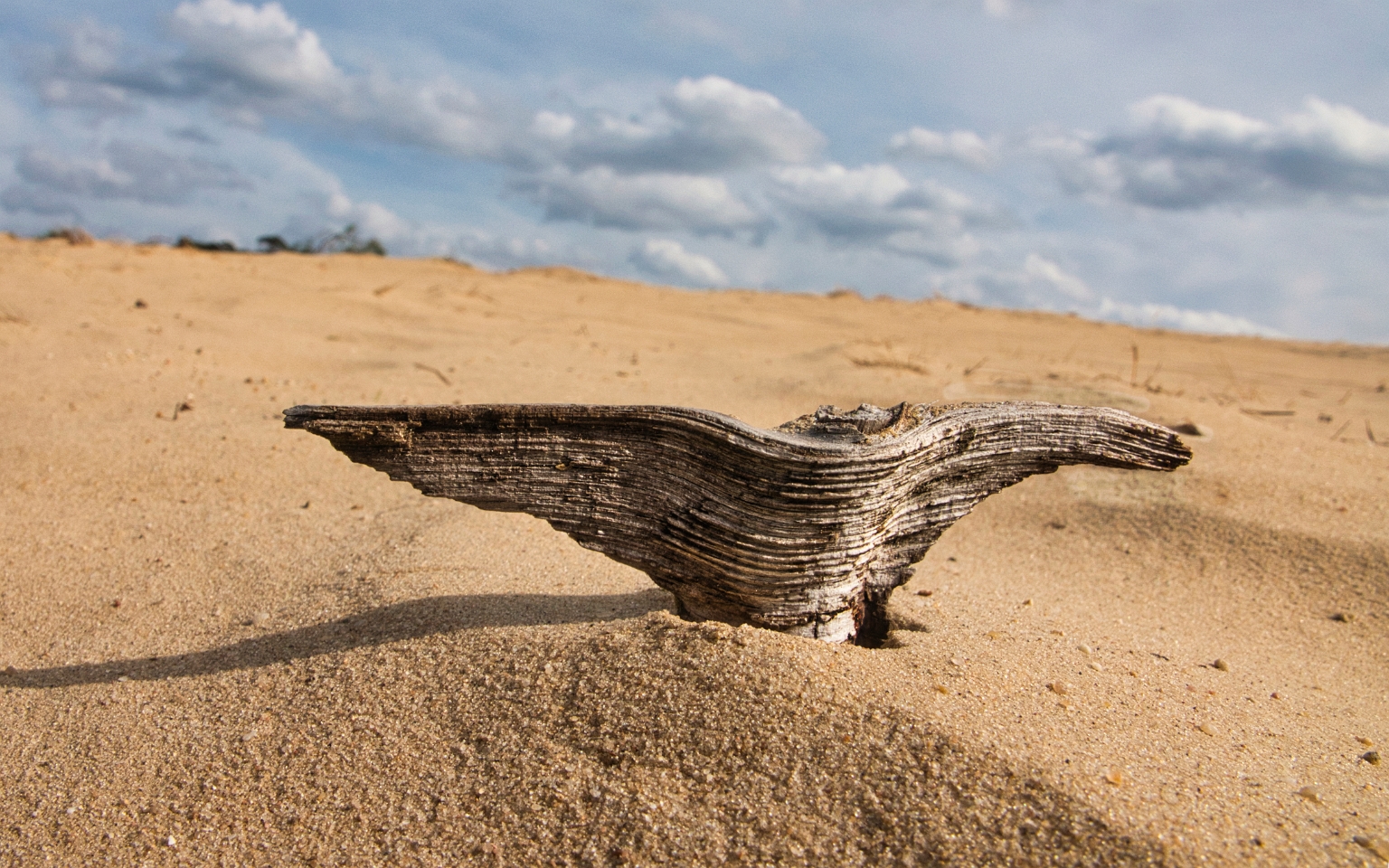 Gevleugeld stukje hout op het Kootwijker Zand