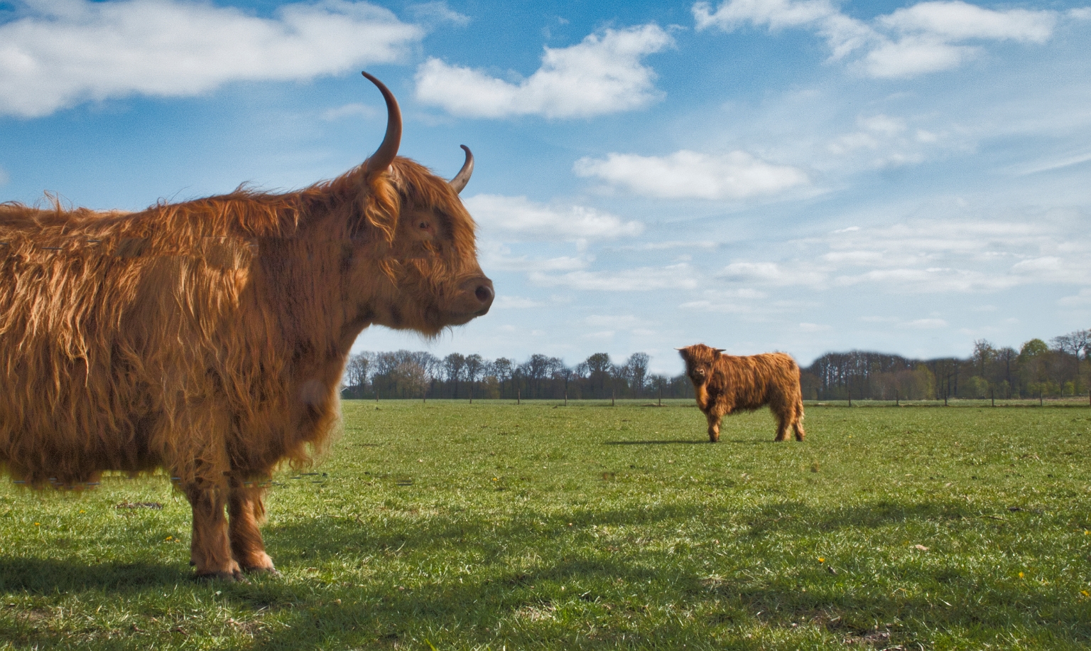 Schotse hooglanders zijn imposante runderen.