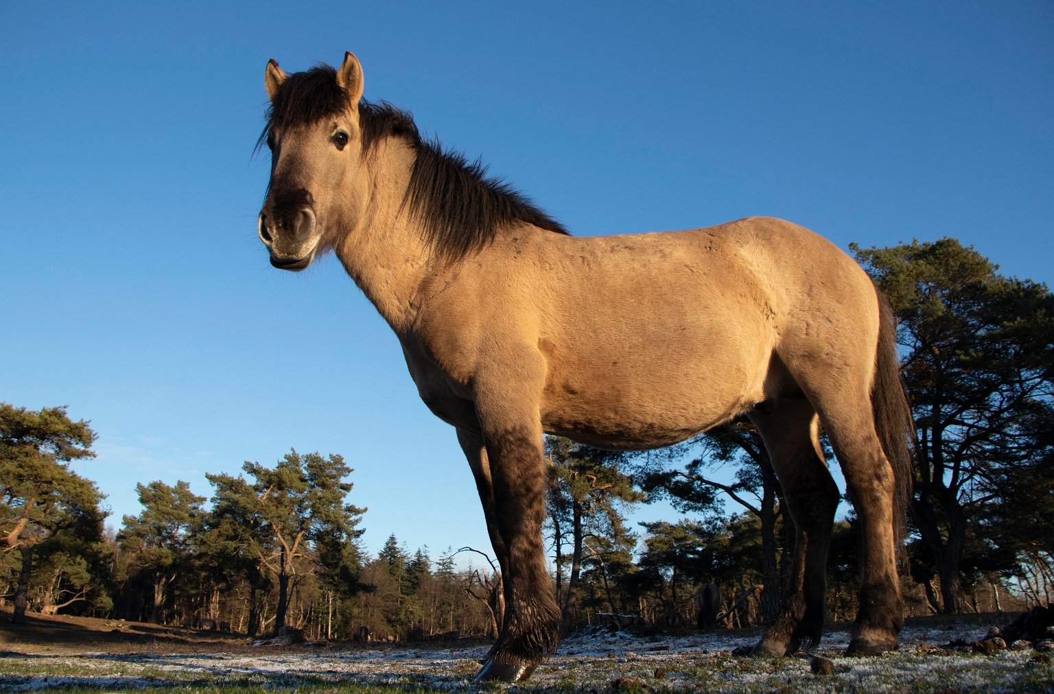 Paarden fotoshoot op Plantage Willem III