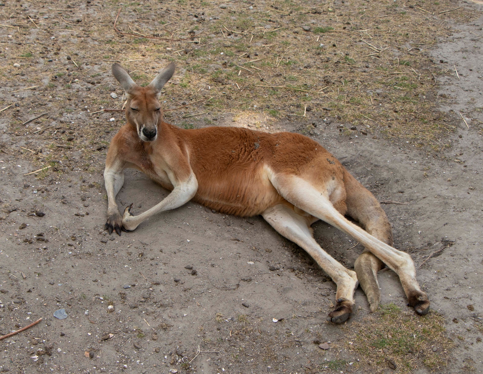 Relaxe kangoeroe