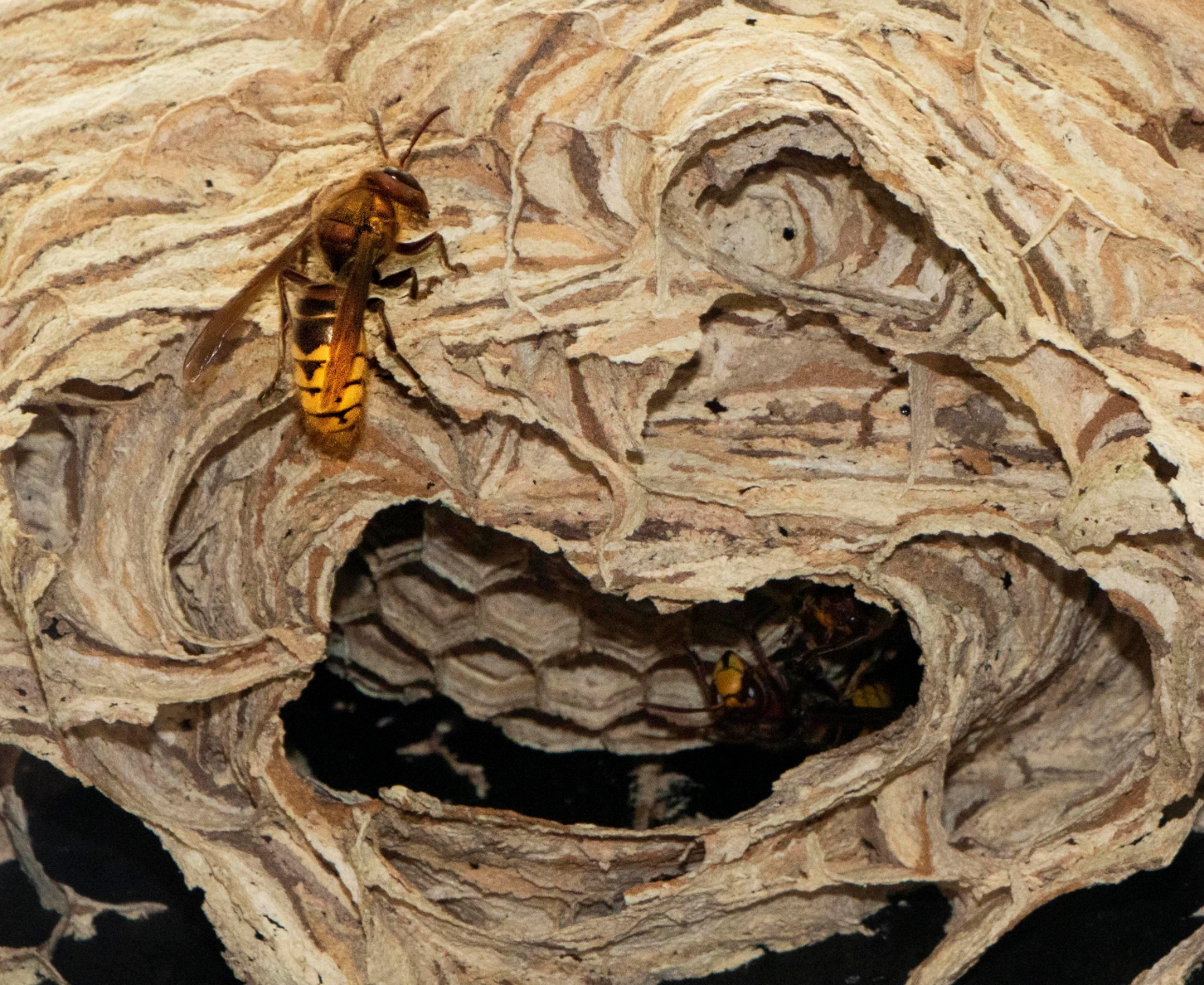 Een hoornaar is echt een grote wesp.