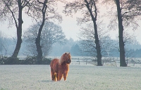 Pony is winters landschap