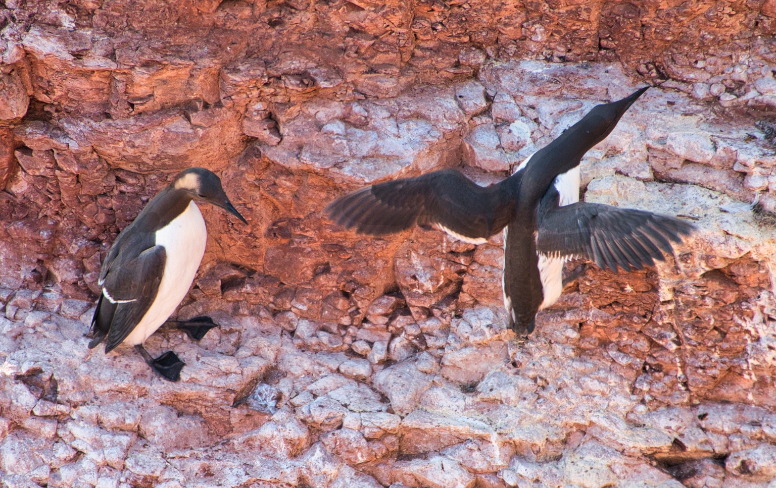 Zeekoeten worden wel de pinguins van het Noorden genoemd.