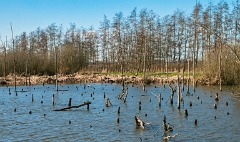 Het Verdronken Bos bij Schalkwijk