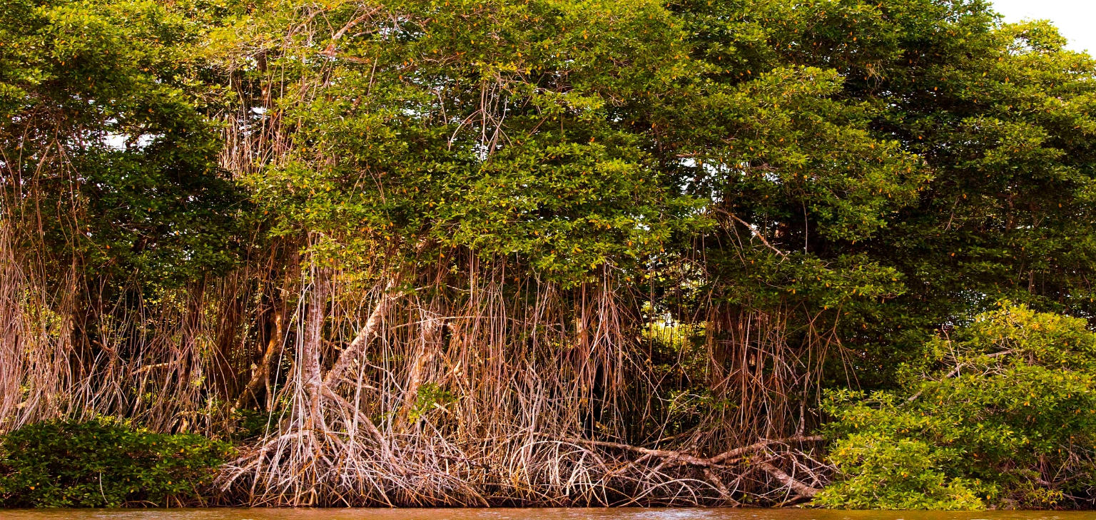 Indrukwekkende mangrove bossen