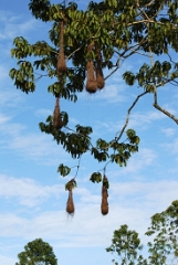Wevervogels maken hangende nesten. 