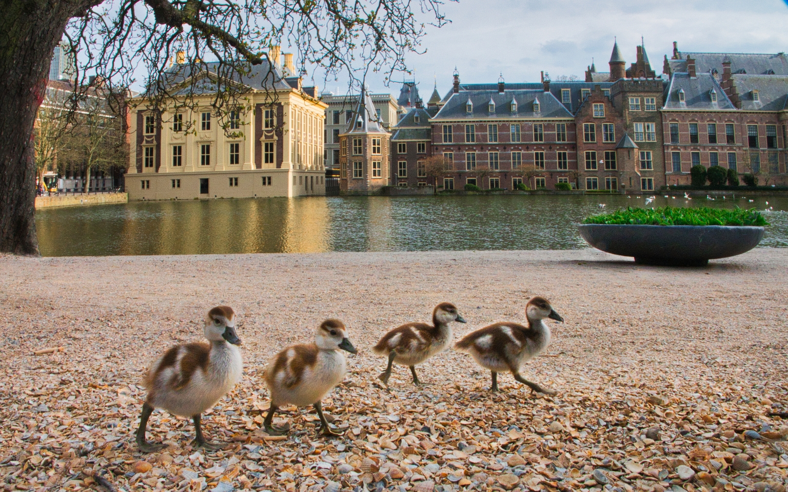 Nijlgansjes wandelen langs de Hofvijver in Den Haag.