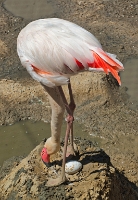 Flamingo heeft een hoog nest gebouwd en een ei gelegd.