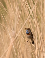 Blauwborst zingt uit volle borst