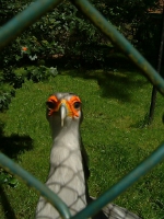 Secretarisvogel in Burgers Zoo